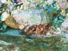 Dardanus crassimanus