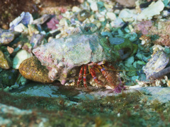 Dardanus crassimanus