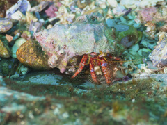 Dardanus crassimanus