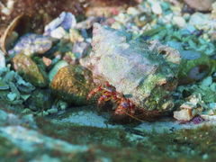 Dardanus crassimanus