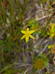 Tricoryne muricata