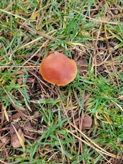 Pholiota velaglutinosa
