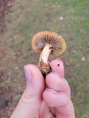 Pholiota velaglutinosa
