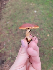 Pholiota velaglutinosa