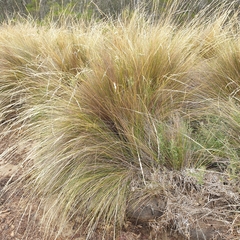 Austrostipa stipoides