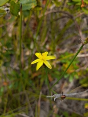 Tricoryne muricata