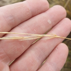 Austrostipa stipoides