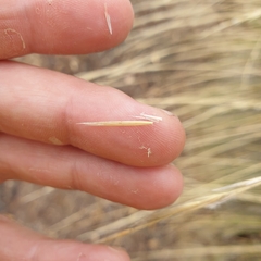 Austrostipa stipoides