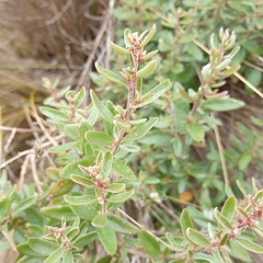 Atriplex paludosa