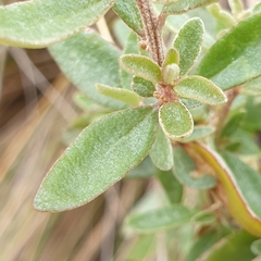 Atriplex paludosa