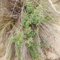Atriplex paludosa