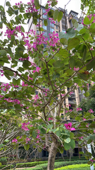 Bauhinia × blakeana