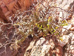 Pelargonium crithmifolium