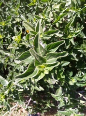 Barleria obtusa