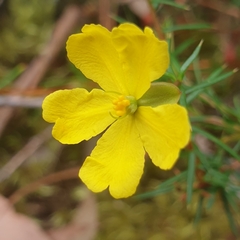 Hibbertia acicularis