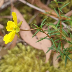 Hibbertia acicularis