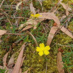 Hibbertia acicularis