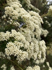 Cassinia aculeata aculeata