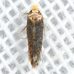 Nepticuloidea