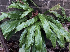 Asplenium scolopendrium scolopendrium