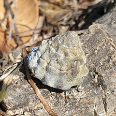 Bembicium auratum