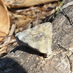 Bembicium auratum