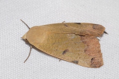 Ophiusa tirhaca