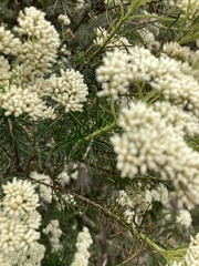 Cassinia aculeata aculeata