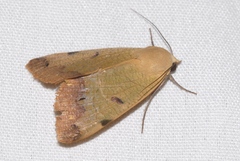 Ophiusa tirhaca