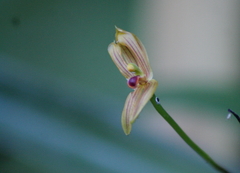 Maxillaria lineolata