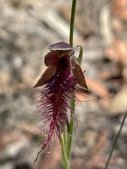 Calochilus gracillimus