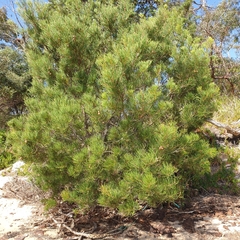 Hakea drupacea