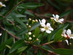 Sannantha pluriflora