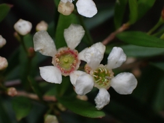 Sannantha pluriflora