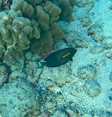 Acanthurus olivaceus