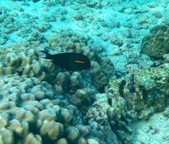 Acanthurus olivaceus