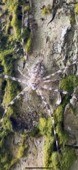 Hersilia sumatrana