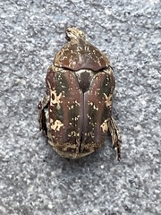 Protaetia fusca