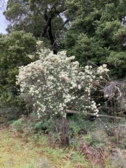 Cassinia aculeata aculeata