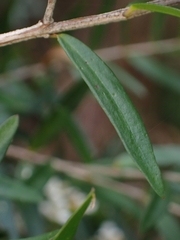 Sannantha pluriflora