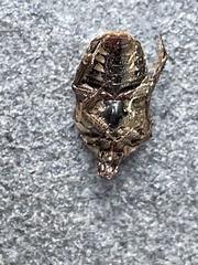 Protaetia fusca