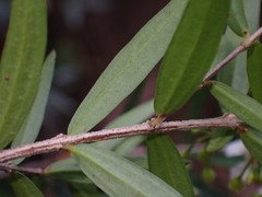 Sannantha pluriflora