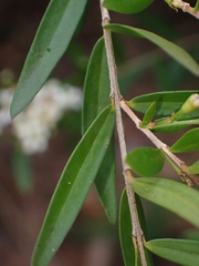 Sannantha pluriflora