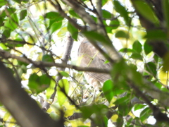 Accipiter virgatus