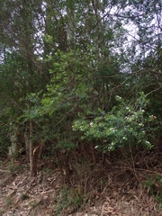 Sannantha pluriflora