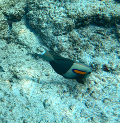 Acanthurus olivaceus