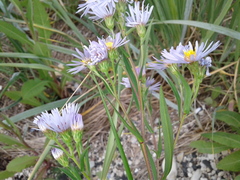 Symphyotrichum robynsianum