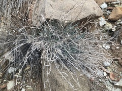 Oreocarya confertiflora