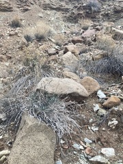 Oreocarya confertiflora