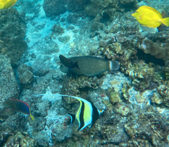 Novaculichthys taeniourus